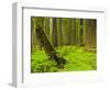 Forest Floor, Humboldt Redwood National Park, California, USA-Cathy & Gordon Illg-Framed Photographic Print