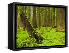 Forest Floor, Humboldt Redwood National Park, California, USA-Cathy & Gordon Illg-Framed Stretched Canvas