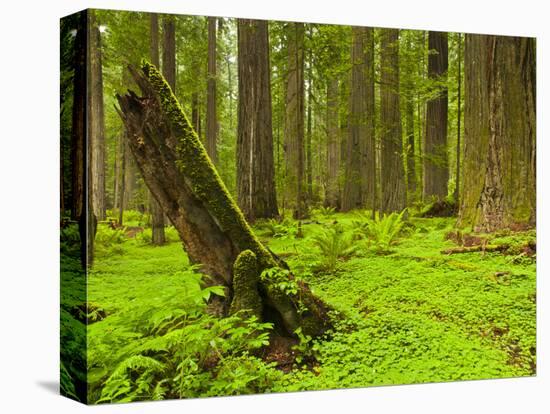 Forest Floor, Humboldt Redwood National Park, California, USA-Cathy & Gordon Illg-Stretched Canvas