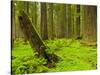 Forest Floor, Humboldt Redwood National Park, California, USA-Cathy & Gordon Illg-Stretched Canvas