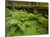 Forest Floor, Humboldt Redwood National Park, California, USA-Cathy & Gordon Illg-Stretched Canvas