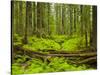 Forest Floor, Humboldt Redwood National Park, California, USA-Cathy & Gordon Illg-Stretched Canvas