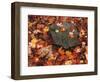 Forest Floor in Fall, World's End State Park, Pennsylvania, USA-Jaynes Gallery-Framed Photographic Print