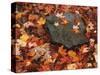 Forest Floor in Fall, World's End State Park, Pennsylvania, USA-Jaynes Gallery-Stretched Canvas