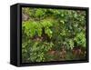 Forest floor. Primeval forest in the Bavarian Forest NP near Sankt Oswald. Germany, Bavaria.-Martin Zwick-Framed Stretched Canvas