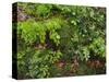 Forest floor. Primeval forest in the Bavarian Forest NP near Sankt Oswald. Germany, Bavaria.-Martin Zwick-Stretched Canvas