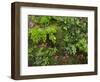 Forest floor. Primeval forest in the Bavarian Forest NP near Sankt Oswald. Germany, Bavaria.-Martin Zwick-Framed Photographic Print