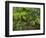 Forest floor. Primeval forest in the Bavarian Forest NP near Sankt Oswald. Germany, Bavaria.-Martin Zwick-Framed Photographic Print