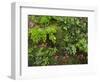 Forest floor. Primeval forest in the Bavarian Forest NP near Sankt Oswald. Germany, Bavaria.-Martin Zwick-Framed Photographic Print