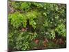 Forest floor. Primeval forest in the Bavarian Forest NP near Sankt Oswald. Germany, Bavaria.-Martin Zwick-Mounted Photographic Print