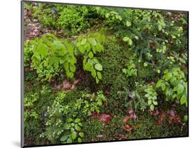 Forest floor. Primeval forest in the Bavarian Forest NP near Sankt Oswald. Germany, Bavaria.-Martin Zwick-Mounted Photographic Print