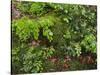 Forest floor. Primeval forest in the Bavarian Forest NP near Sankt Oswald. Germany, Bavaria.-Martin Zwick-Stretched Canvas