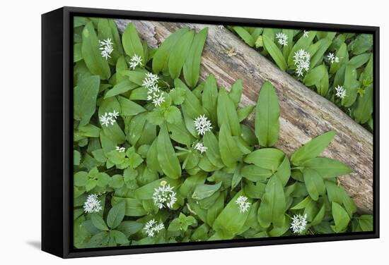 Forest Floor, Trunk, Wild Garlic-Rainer Mirau-Framed Stretched Canvas