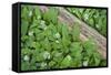 Forest Floor, Trunk, Wild Garlic-Rainer Mirau-Framed Stretched Canvas