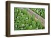 Forest Floor, Trunk, Wild Garlic-Rainer Mirau-Framed Photographic Print