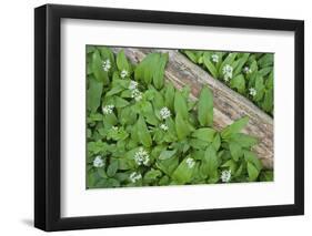 Forest Floor, Trunk, Wild Garlic-Rainer Mirau-Framed Photographic Print