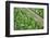 Forest Floor, Trunk, Wild Garlic-Rainer Mirau-Framed Photographic Print