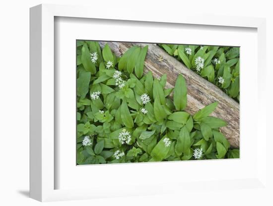 Forest Floor, Trunk, Wild Garlic-Rainer Mirau-Framed Photographic Print