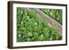 Forest Floor, Trunk, Wild Garlic-Rainer Mirau-Framed Photographic Print