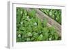 Forest Floor, Trunk, Wild Garlic-Rainer Mirau-Framed Photographic Print