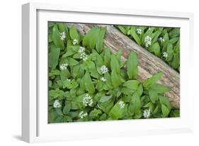 Forest Floor, Trunk, Wild Garlic-Rainer Mirau-Framed Photographic Print