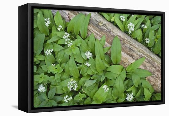 Forest Floor, Trunk, Wild Garlic-Rainer Mirau-Framed Stretched Canvas