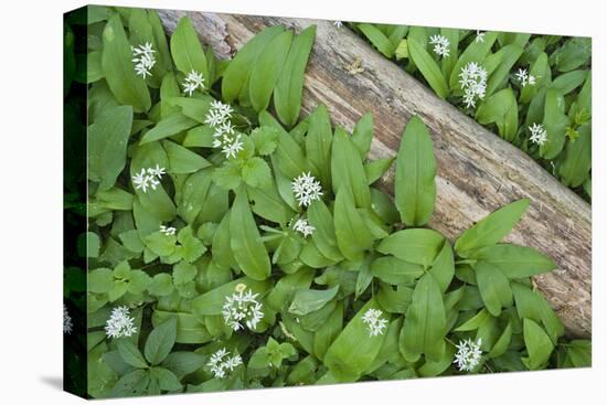 Forest Floor, Trunk, Wild Garlic-Rainer Mirau-Stretched Canvas