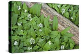 Forest Floor, Trunk, Wild Garlic-Rainer Mirau-Stretched Canvas