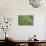 Forest Floor, Trunk, Wild Garlic-Rainer Mirau-Photographic Print displayed on a wall