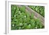 Forest Floor, Trunk, Wild Garlic-Rainer Mirau-Framed Photographic Print