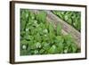 Forest Floor, Trunk, Wild Garlic-Rainer Mirau-Framed Photographic Print