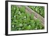 Forest Floor, Trunk, Wild Garlic-Rainer Mirau-Framed Photographic Print