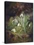 Forest Floor with Snowdrops-Josef Lauer-Stretched Canvas