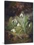 Forest Floor with Snowdrops-Josef Lauer-Stretched Canvas