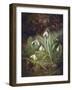 Forest Floor with Snowdrops-Josef Lauer-Framed Giclee Print