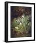 Forest Floor with Snowdrops-Josef Lauer-Framed Giclee Print