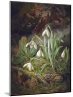 Forest Floor with Snowdrops-Josef Lauer-Mounted Giclee Print