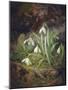 Forest Floor with Snowdrops-Josef Lauer-Mounted Giclee Print