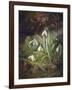 Forest Floor with Snowdrops-Josef Lauer-Framed Giclee Print