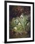 Forest Floor with Snowdrops-Josef Lauer-Framed Giclee Print