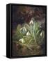 Forest Floor with Snowdrops-Josef Lauer-Framed Stretched Canvas