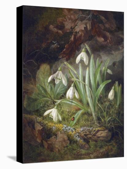 Forest Floor with Snowdrops-Josef Lauer-Stretched Canvas