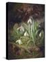 Forest Floor with Snowdrops-Josef Lauer-Stretched Canvas