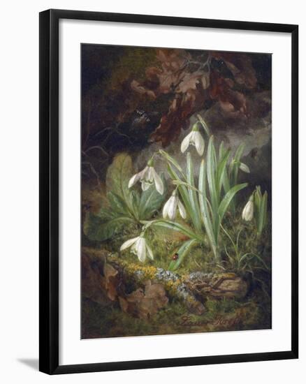 Forest Floor with Snowdrops-Josef Lauer-Framed Premium Giclee Print