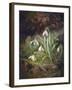 Forest Floor with Snowdrops-Josef Lauer-Framed Premium Giclee Print