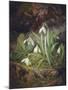 Forest Floor with Snowdrops-Josef Lauer-Mounted Premium Giclee Print