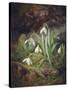 Forest Floor with Snowdrops-Josef Lauer-Stretched Canvas