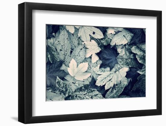 Forest Floor-Incado-Framed Photographic Print