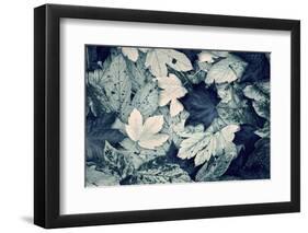 Forest Floor-Incado-Framed Photographic Print