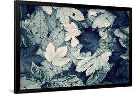 Forest Floor-Incado-Framed Photographic Print